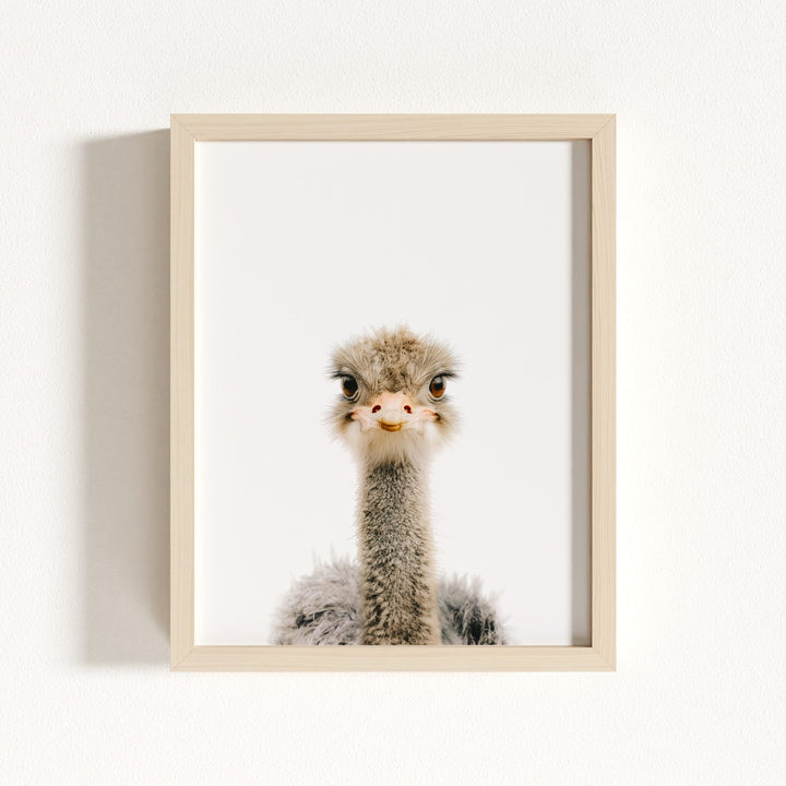 Baby Ostrich