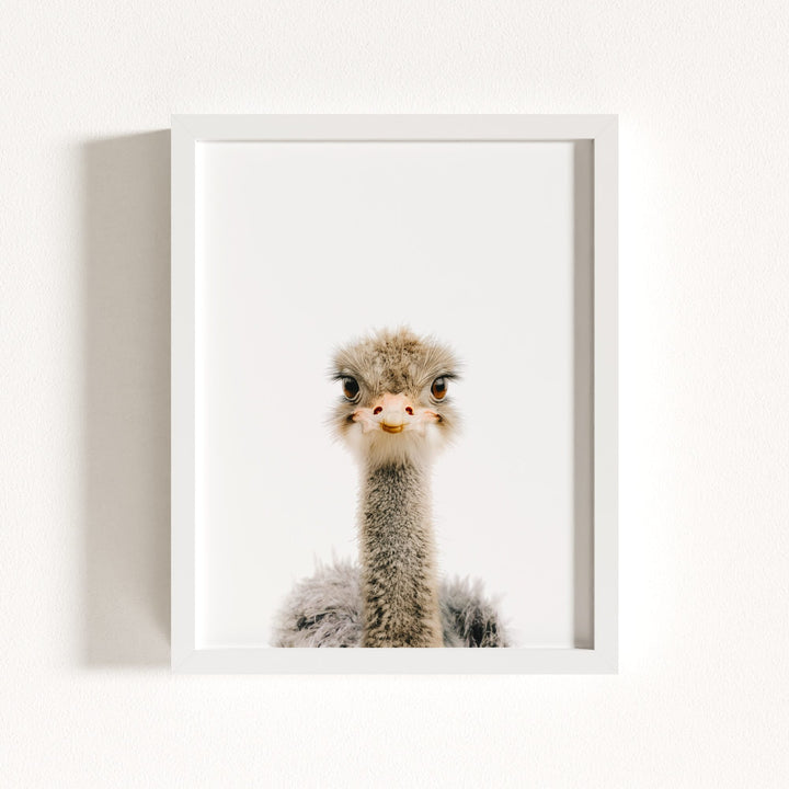 Baby Ostrich