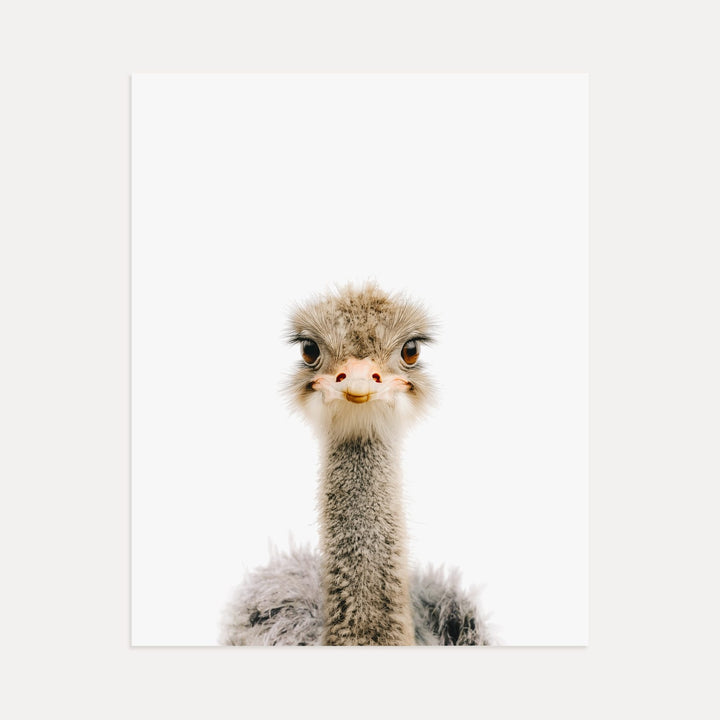 Baby Ostrich