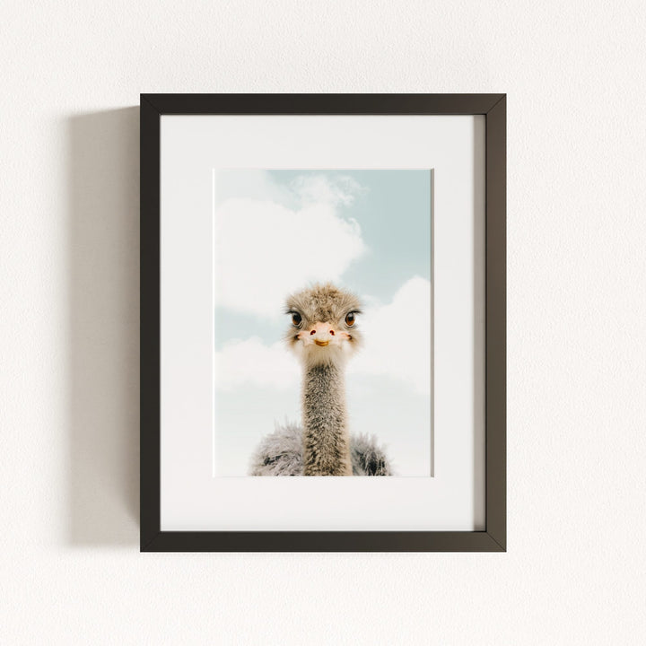 Baby Ostrich