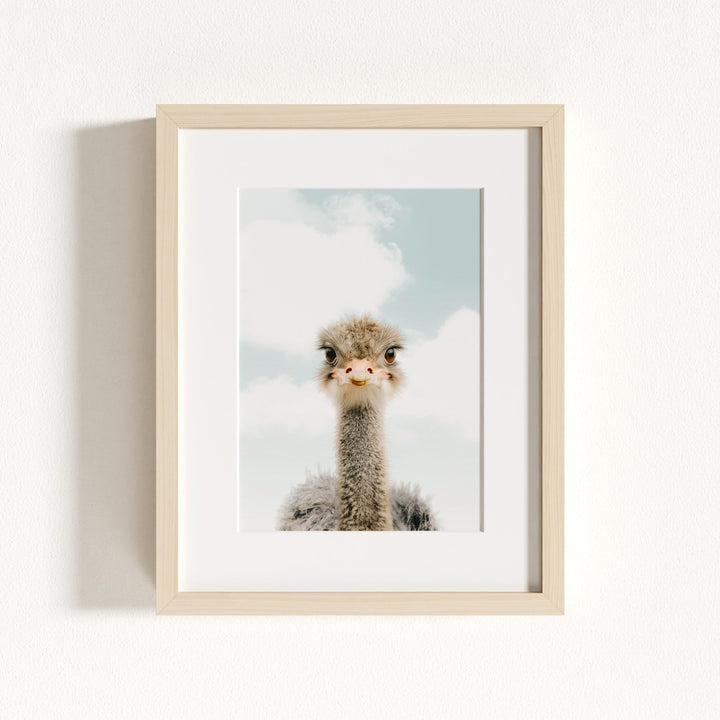 Baby Ostrich