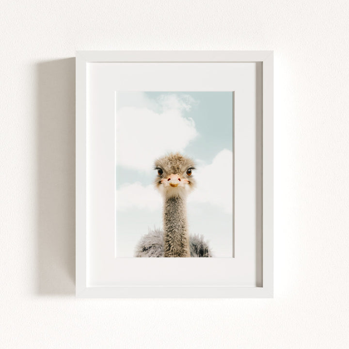 Baby Ostrich
