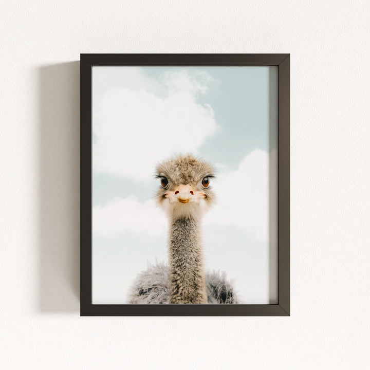 Baby Ostrich