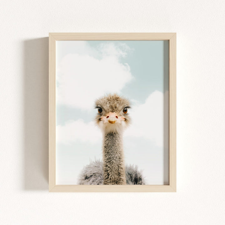 Baby Ostrich