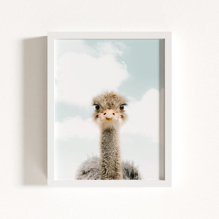 Baby Ostrich