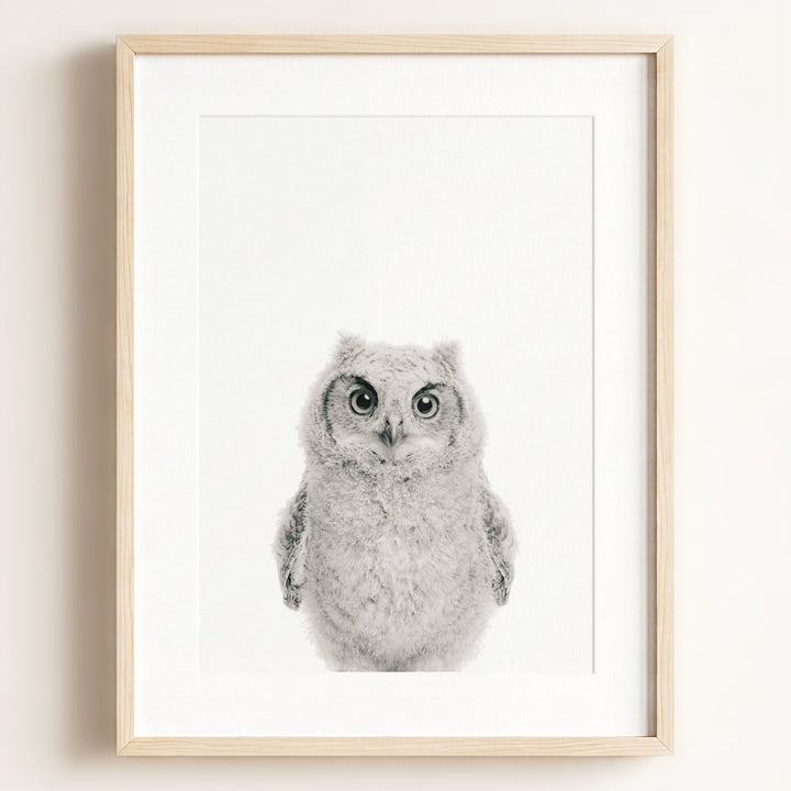 Baby Owl
