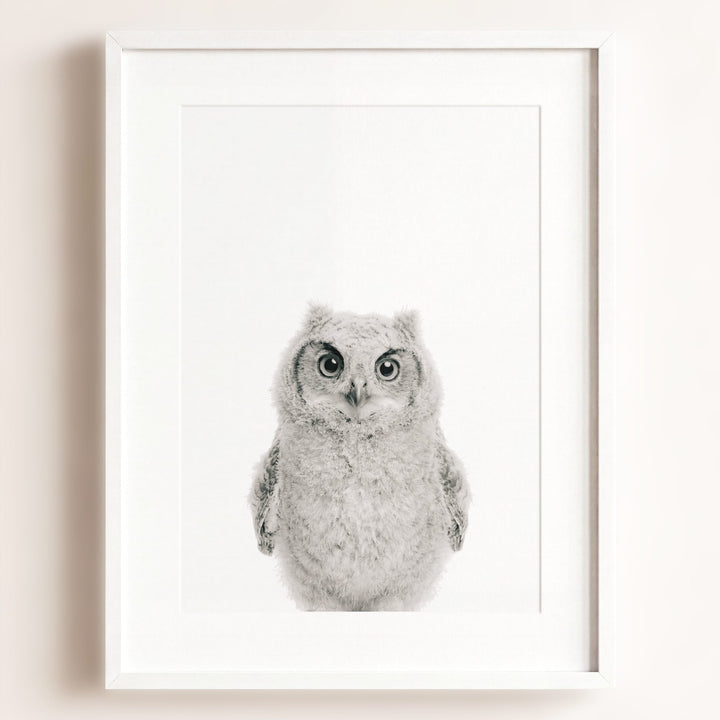 Baby Owl