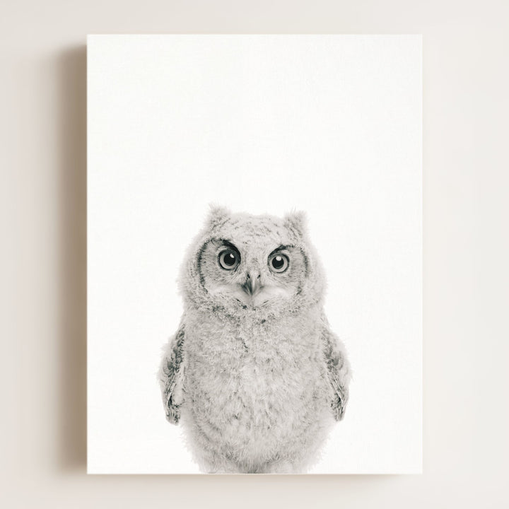 Baby Owl