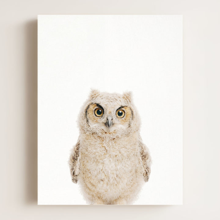 Baby Owl