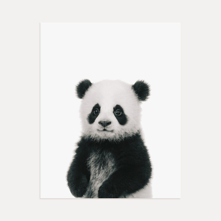 Baby Panda