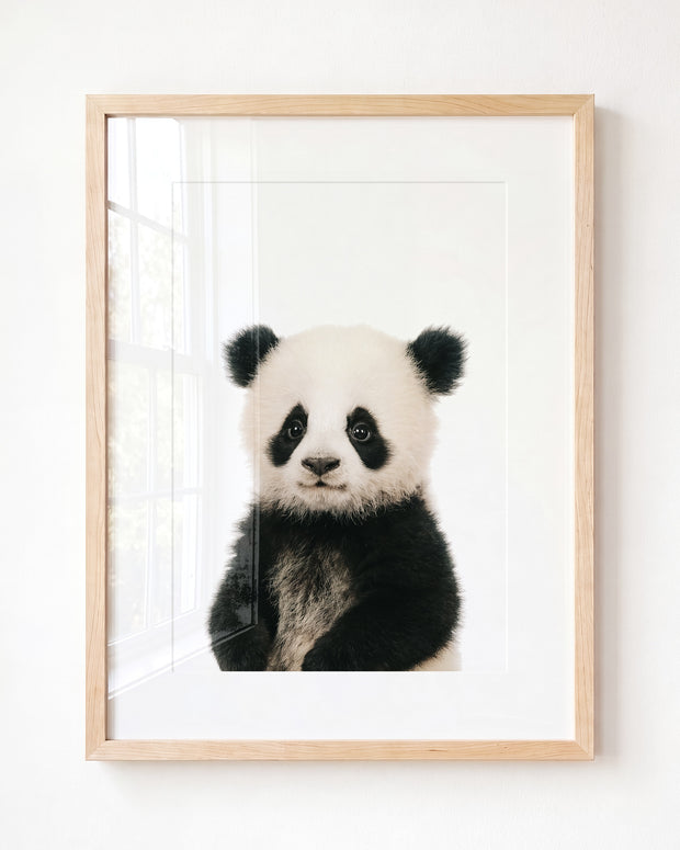 Baby Panda