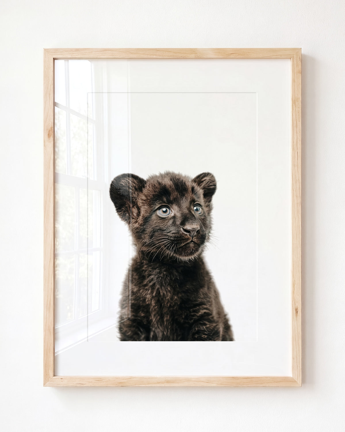 Baby Panther