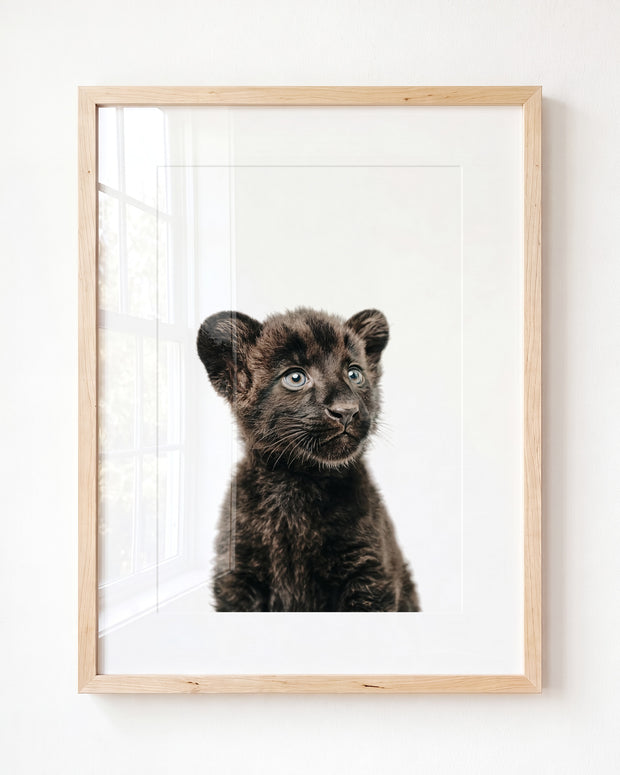 Baby Panther