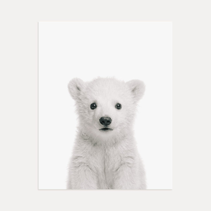 Baby Polar Bear