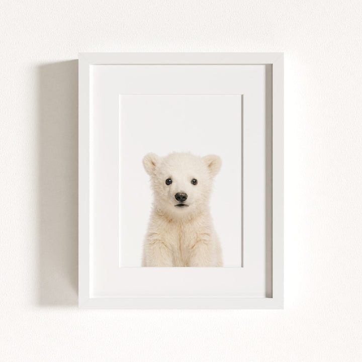 Baby Polar Bear