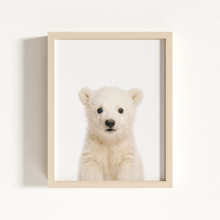 Baby Polar Bear
