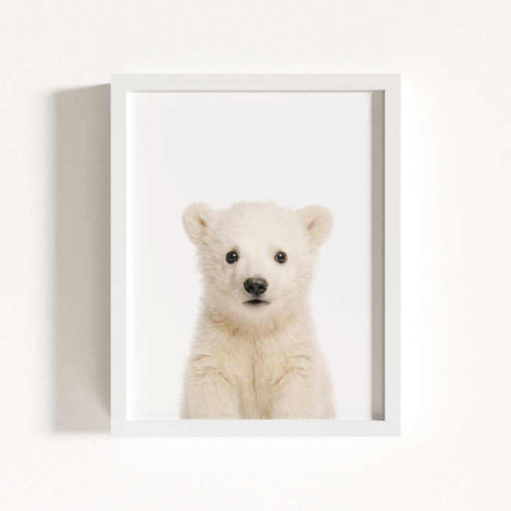 Baby Polar Bear