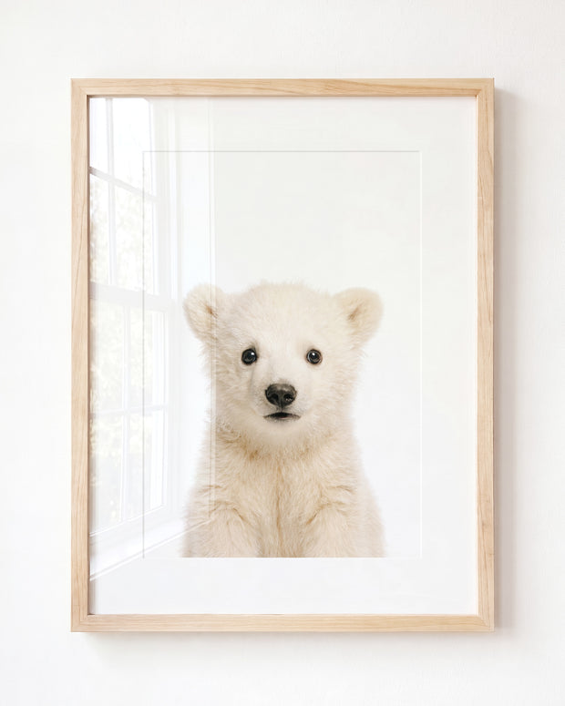 Baby Polar Bear