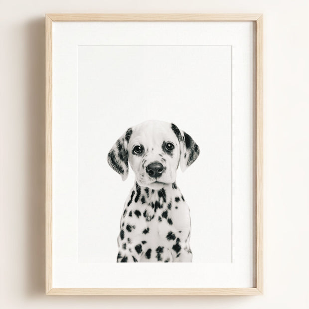 Baby Puppy Dalmatian