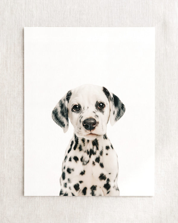 Baby Puppy Dalmatian