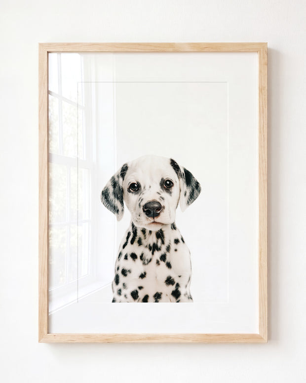 Baby Puppy Dalmatian