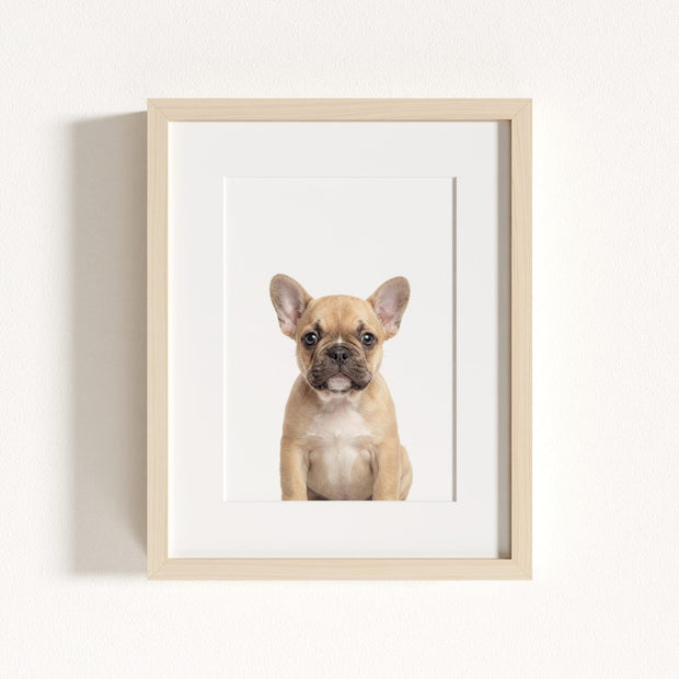 Baby Puppy French Bulldog