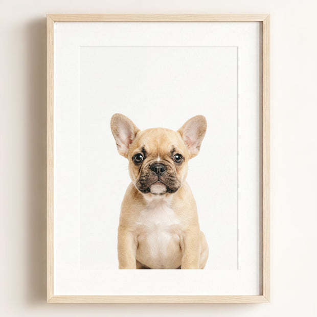 Baby Puppy French Bulldog