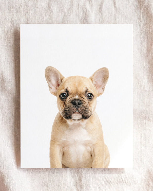 Baby Puppy French Bulldog