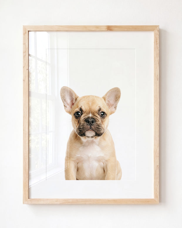 Baby Puppy French Bulldog