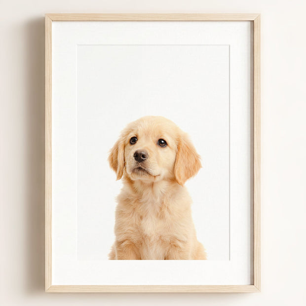 Baby Puppy Golden Retriever Portrait