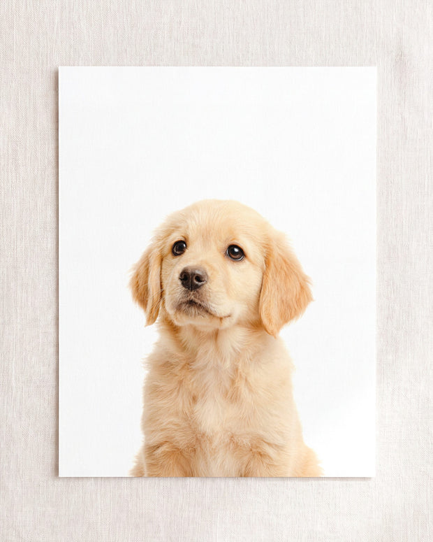 Baby Puppy Golden Retriever Portrait