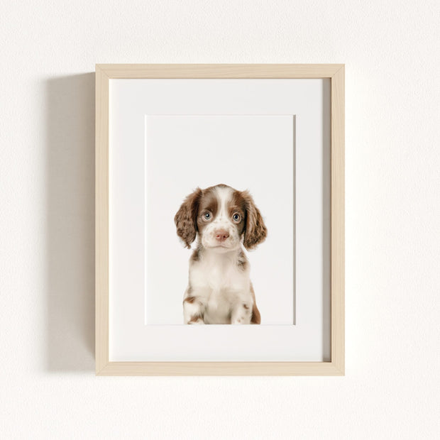 Baby Puppy Springer Spaniel Portrait