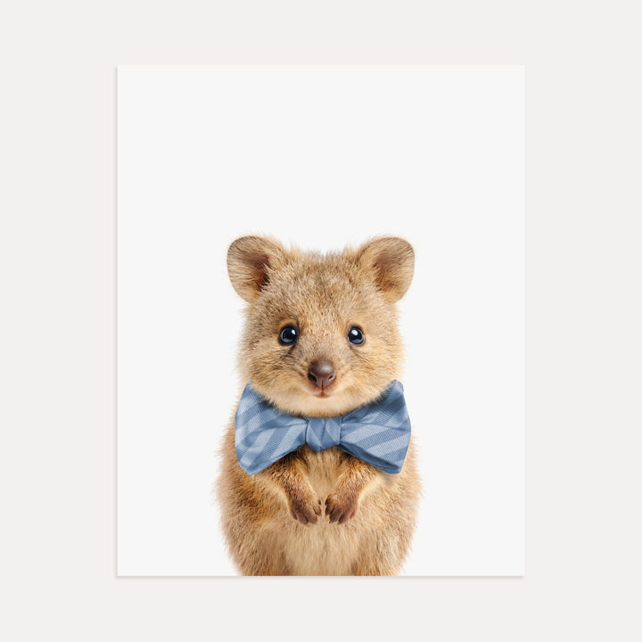 Baby Quokka