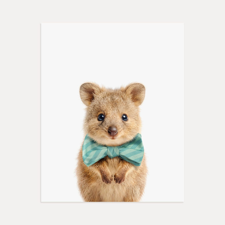 Baby Quokka