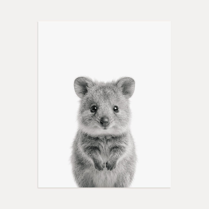 Baby Quokka