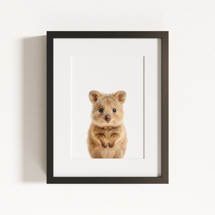 Baby Quokka