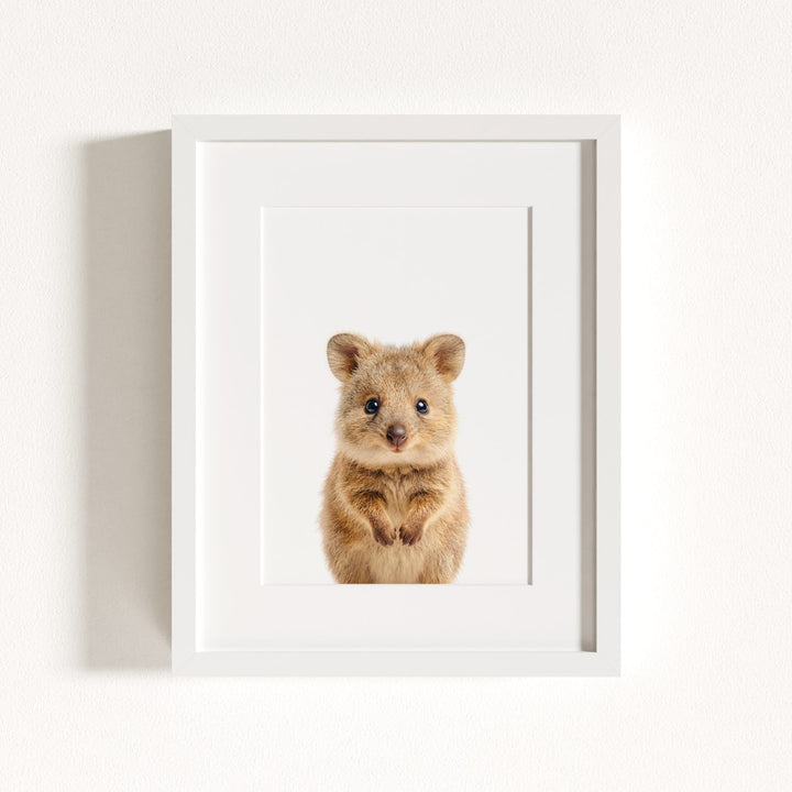 Baby Quokka