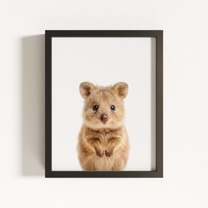 Baby Quokka