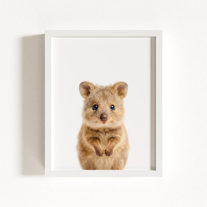 Baby Quokka