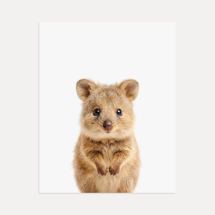 Baby Quokka