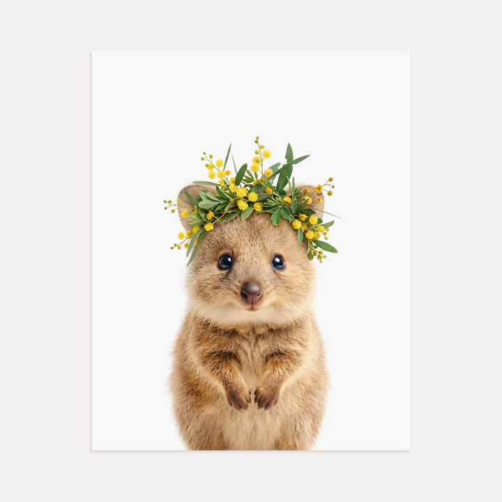 Baby Quokka