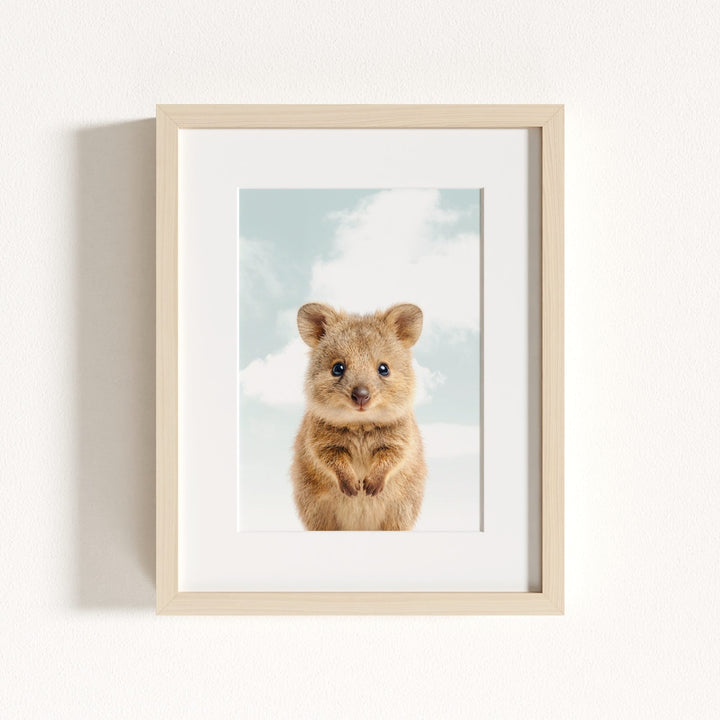 Baby Quokka