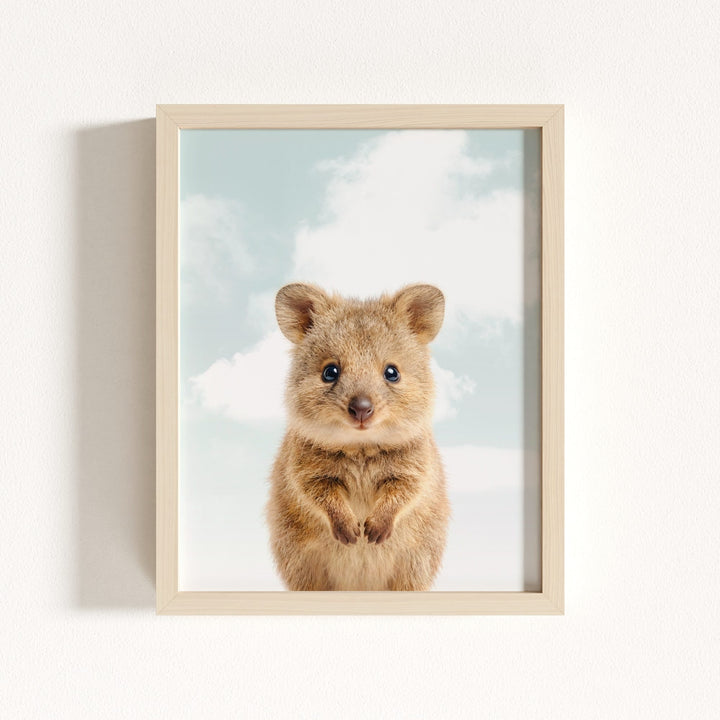 Baby Quokka