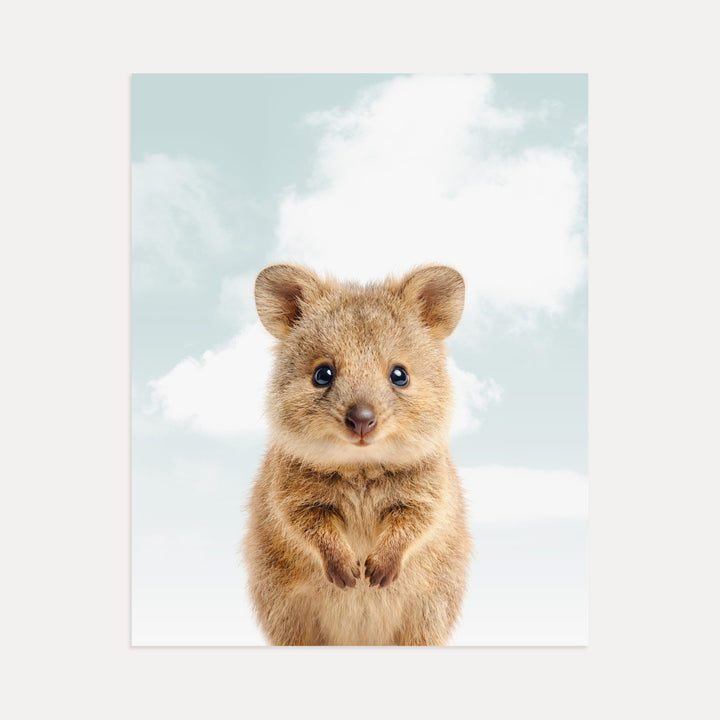 Baby Quokka