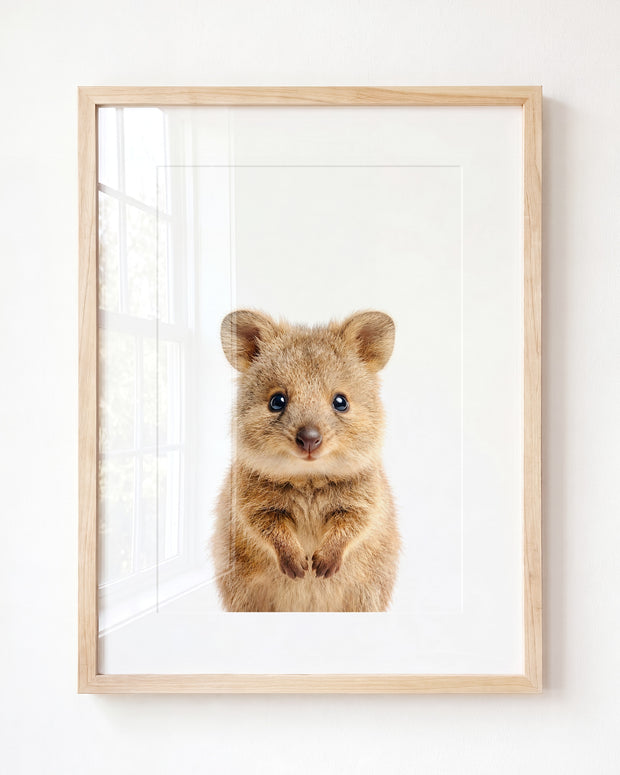 Baby Quokka