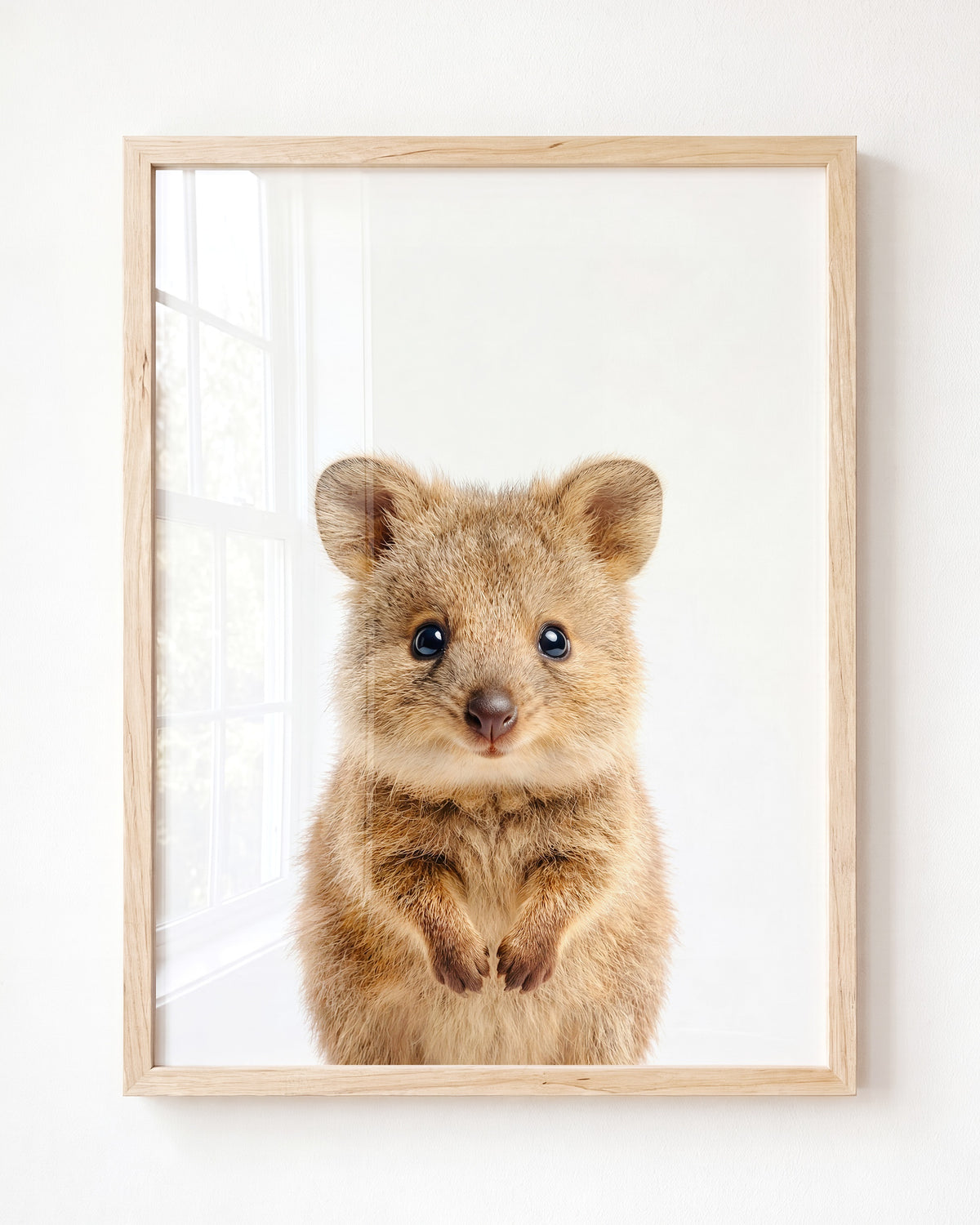 Baby Quokka – Framed