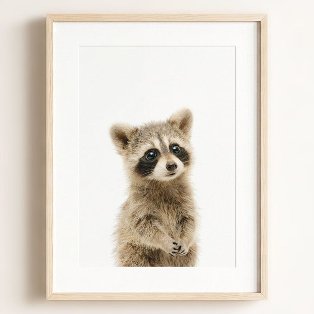 Baby Raccoon