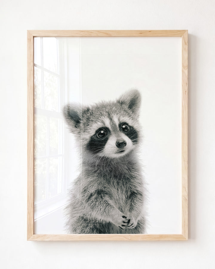 Baby Raccoon — Framed