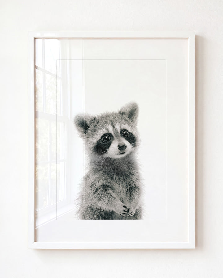 Baby Raccoon — Framed