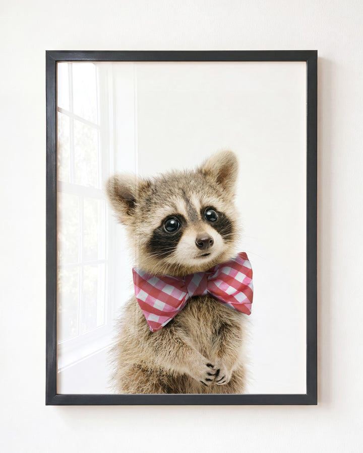 Baby Raccoon — Framed